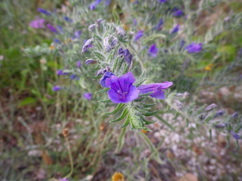Blu elettrico - cfr. Echium plantagineum